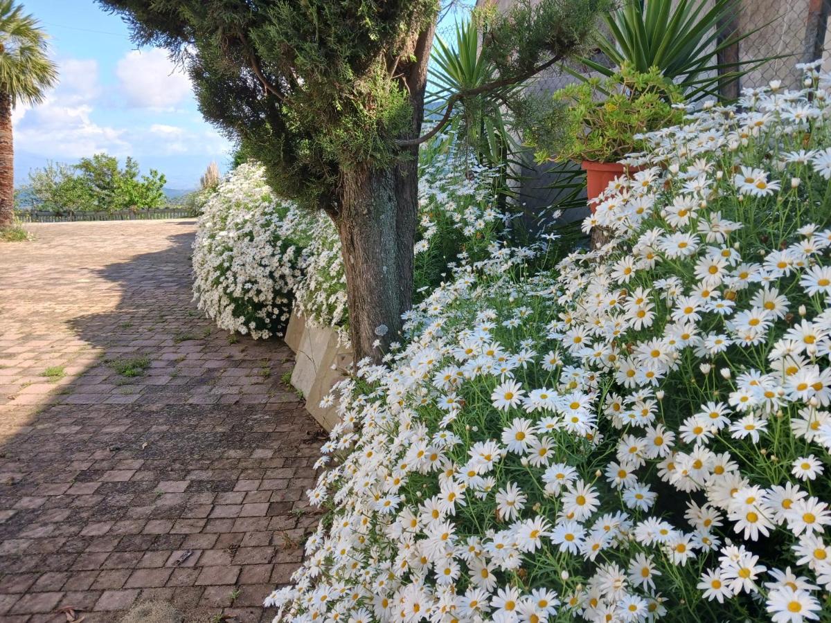 Agriturismo Vemi Villa Santa Sofia d'Epiro Eksteriør bilde