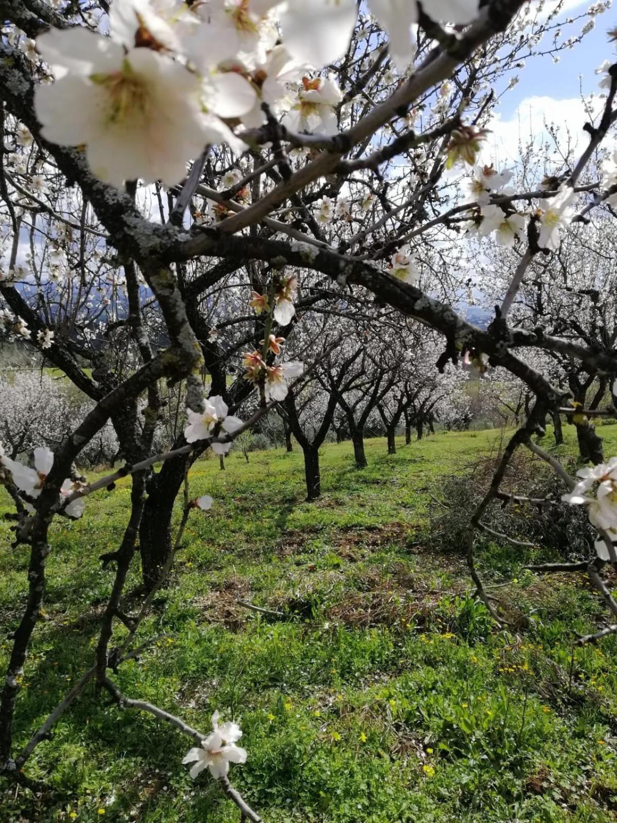 Agriturismo Vemi Villa Santa Sofia d'Epiro Eksteriør bilde